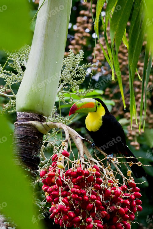 Preview: The National Bird Of Belize, Keel Billed Toucan Perched On A Palm Tree
