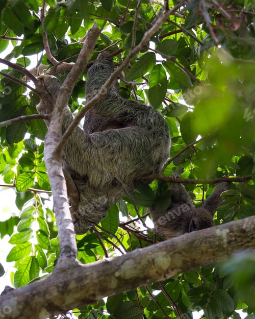 Preview: Female Three Toed Sloth In The Costa Rican Rainforest Hanging From A Tree With Her Baby