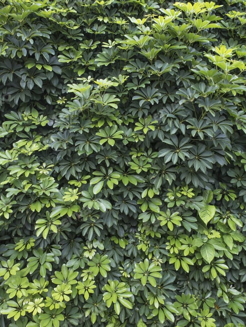 Preview: Texture Of Shrub, Aralia. Nobody.