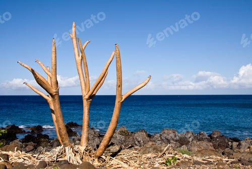 Preview: Bare Plant By The Side Of The Ocean On Big Island Of Hawaii