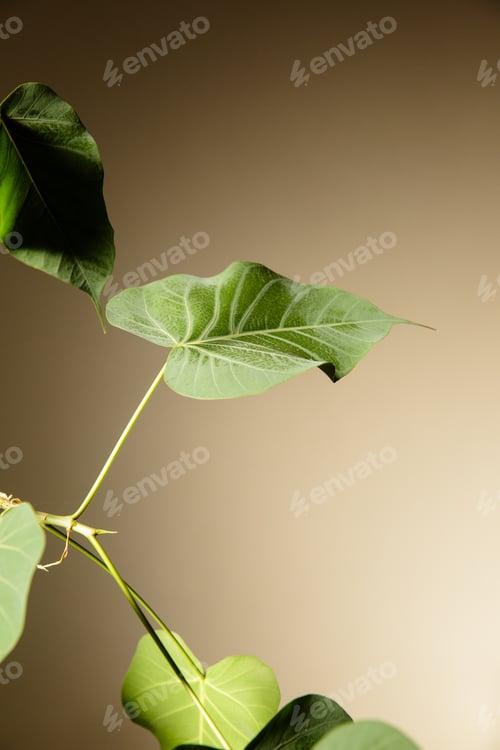 Preview: Image Of Plant And Green Leaves.