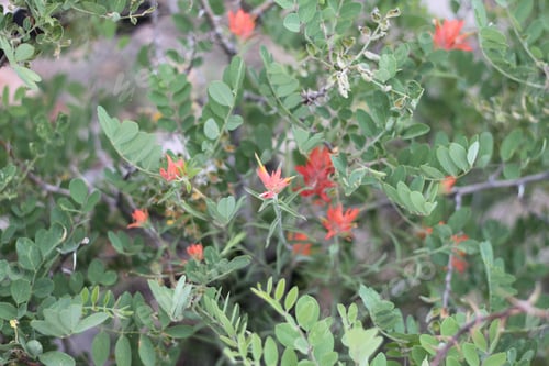 Preview: A Bush Of Castilleja Subinclusa With Orange Flowers 8140