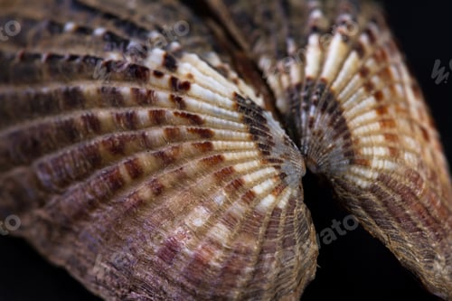 Preview: Colorful Beautiful Sea Shell With Amazing Layers And Details On A Black Background