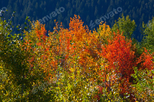 Preview: Autumn Leaves In Western Usa