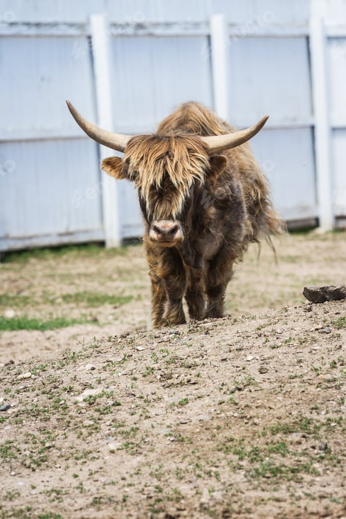 Preview: Portrait Of A Highlands Bull On A Small Farm