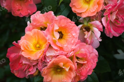 Preview: Pink And Yellow Shrub Rose In A Garden