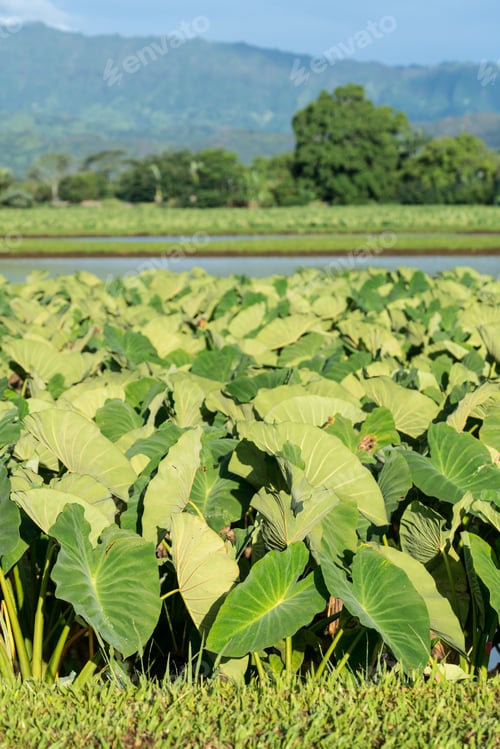 Preview: Hanalei Valley On Island Of Kauai With Focus On Taro Plants And Mountains In Background Near