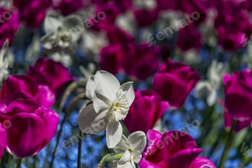 Preview: Beautiful Pink Tulip With White Daffodils Close Up