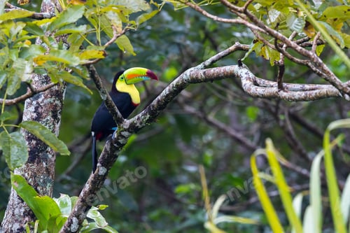 Preview: Close Up Of A Keel Billed Toucan Perched On A Tree Branch In Tropical Costa Rica