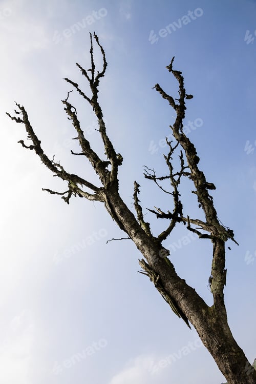 Preview: Trees