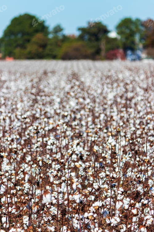 Preview: Blooming Cotton Field Ready For Harvest With Blue Sky