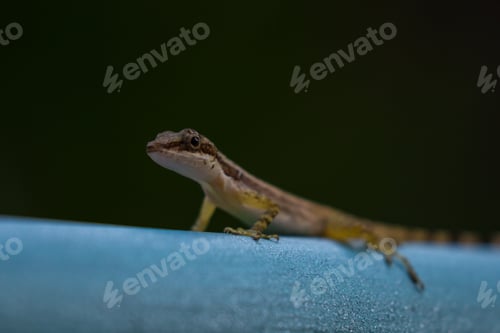 Preview: Close Up Of A Small Gecko In The Rainforest As Night Sets In