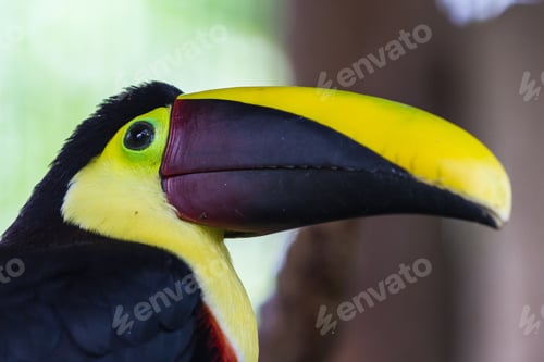 Preview: Close Up Of A Chestnut Mandibled Toucan In Costa Rica