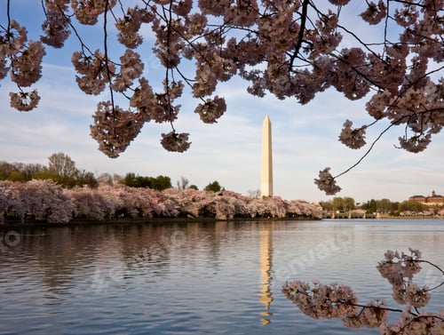 Preview: Washington Monument With A Layer Of Cherry Blossom Flowers At The Base And Reflected In Tidal Basin