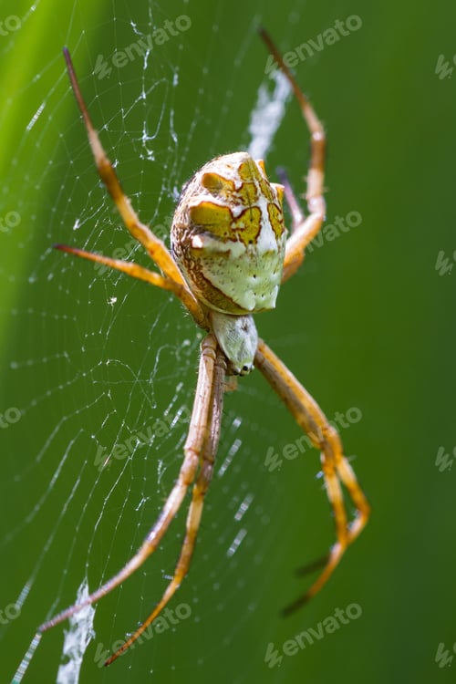 Preview: Close Up Of A Large Spider On Its Web With A Bright Green Leaf In The Background, Photo Taken In