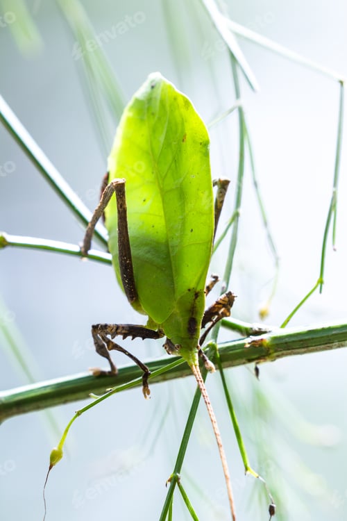 Preview: Details On A Leaf Bug With Very Intricate Pattern And Realistic Leaf Green Color Found In The