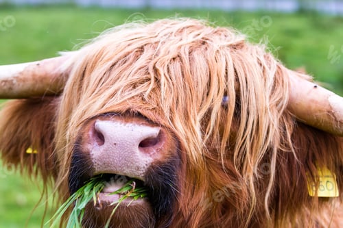 Preview: Young Highland Bull In Fresh Green Grass In The Scottish Highlands