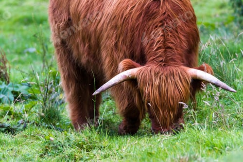 Preview: Young Highland Bull In Fresh Green Grass In The Scottish Highlands