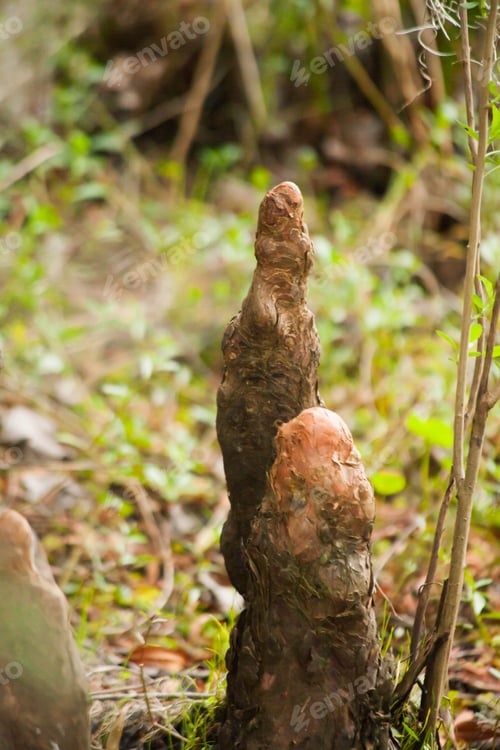 Preview: Cypress Knee In A Swamp