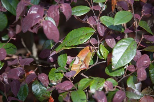 Preview: Purple And Green Leaves In Abstract