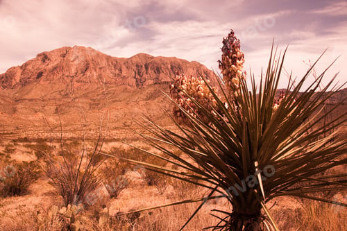Preview: Sepia Tone Of Yucca Cactus And A Desert Mountain