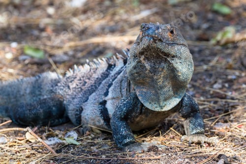 Preview: Close Up Of A Large Iguana In The Northern Pacific Beach Of Costa Rica With An Interesting Bluish