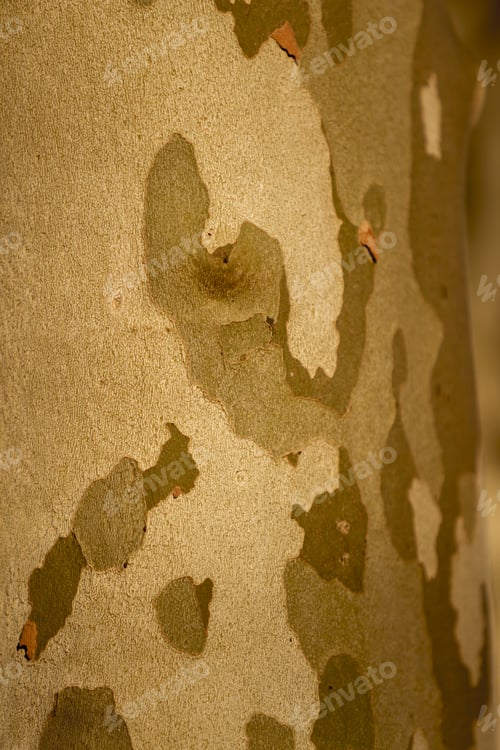 Preview: Tree Wood Texture As Background.