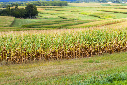 Preview: American Countryside Corn Field With Stormy Sky
