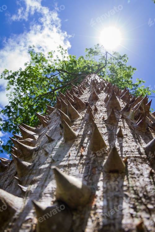 Preview: Look Up Perspective At The Trunk Of A Ceiba Tree Loaded With Thorns Reaching All The Way To The Top