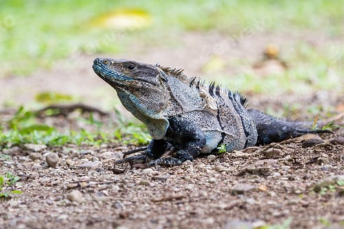 Preview: Spiny Tail Iguana Walking On The Ground In The Pacific Costa Rica