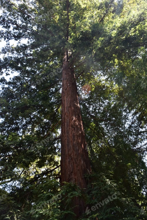 Preview: Santa Barbara California With A Redwood Forest On A Spring Day.