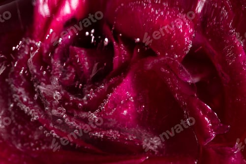 Preview: Close Up Of A Small Red Rose Frozen In An Ice Cube Adding Beautiful Lines And Bubbles Using Element