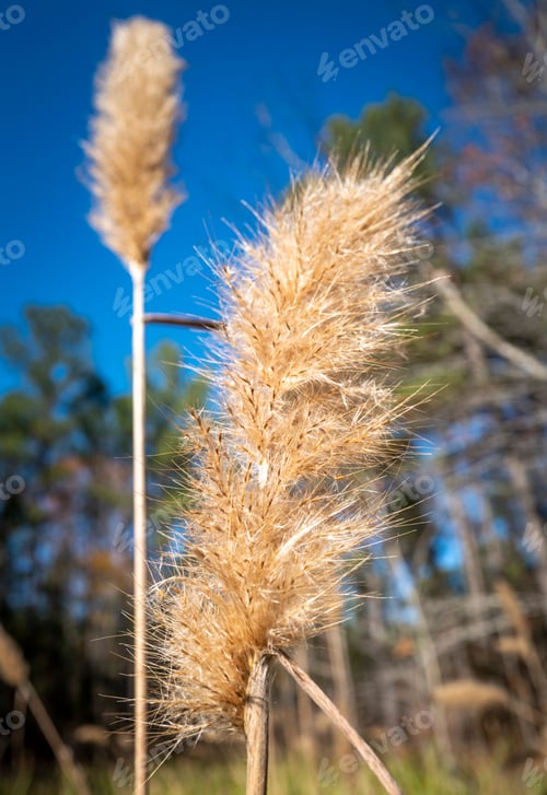 Preview: Beautiful Marsh Reed Set Against Blue Sky