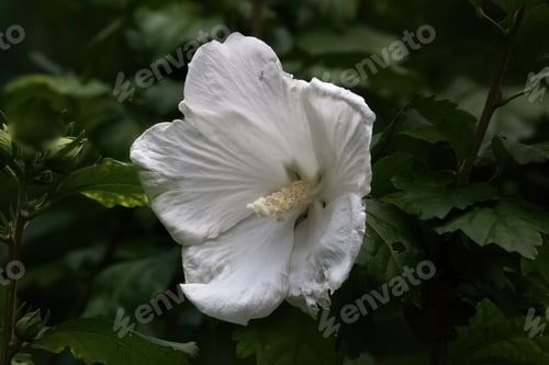 Preview: White Hibiscus Outdoors In The Sunshine