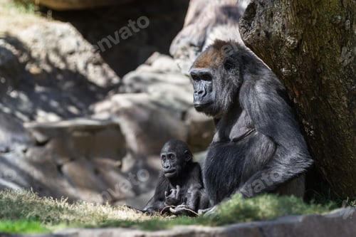 Preview: New Baby Gorilla At The Zoo Staying Close To His Mother