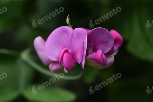 Preview: Flowering Hot Pink Sweet Pea Blossom In A Garden.
