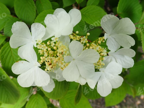 Preview: Small White Flowers Surrounded By Green