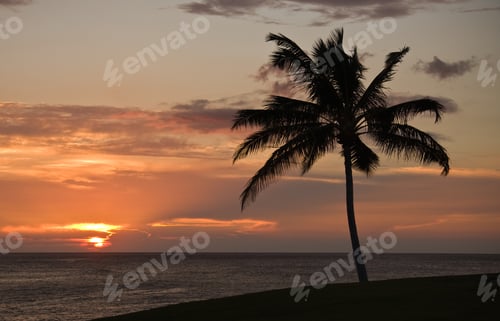Preview: Sunset On Hawaii With A Palm Tree In The Foreground