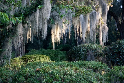 Preview: Spanish Moss In Methodist Graveyard In The Morning, Saint Simmons Island, Ga