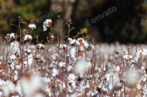 Preview: Closeup Of Blooming Cotton In A Field Ready For Harvest