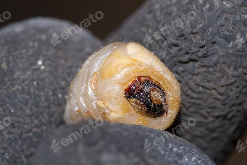 Preview: Round Headed Borer Larvae On A Hand With Gray Gloves