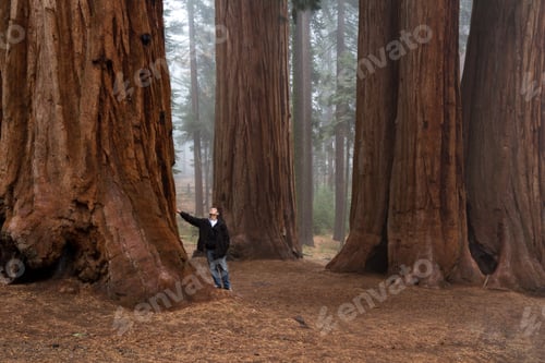 Preview: Adult Male Enjoying Nature In A Giant Sequoia Forest With Fog In The Background