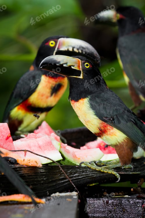 Preview: Medium Size Aracari Toucan In The Rainforest Of Belize