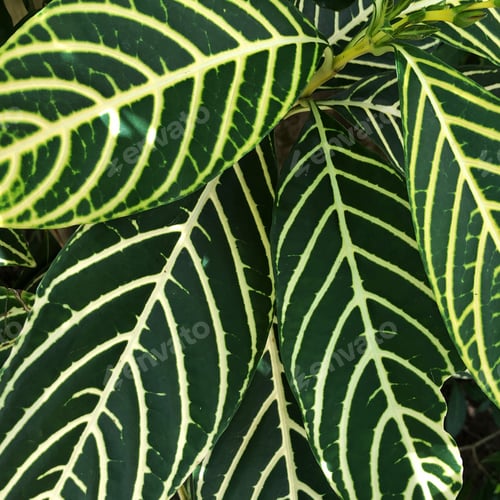 Preview: Close Up On Pattern Of Zebra Plant Leaves - Aphelandra Squarrosa
