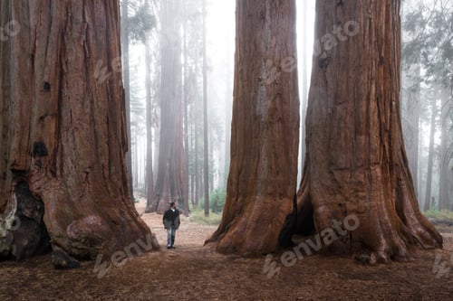 Preview: Adult Male Enjoying Nature In A Giant Sequoia Forest With Fog In The Background