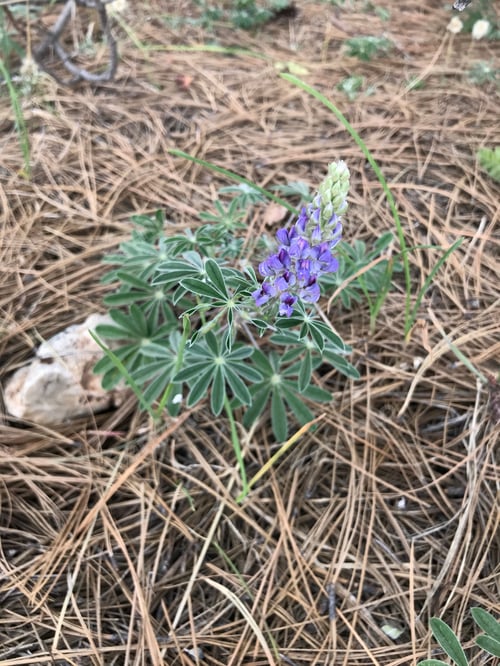 Preview: A Lupinus Sparsiflorus Plant With Flowers 4795