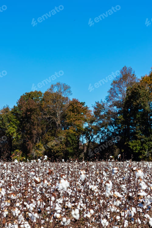 Preview: Blooming Cotton Field Ready For Harvest With Blue Sky