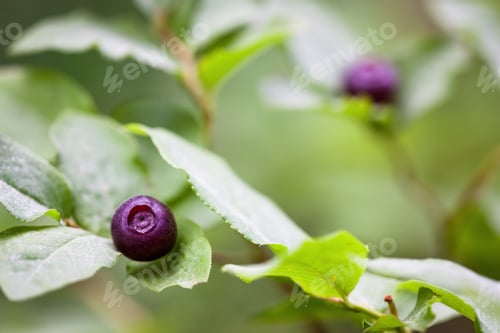 Preview: Fresh Huckleberries In The Southern Oregon Cascades On The Plants Using A Macro Lens For Close Up
