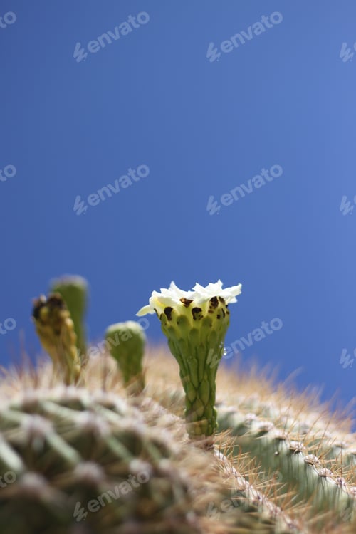 Preview: Cactus Bloom against a Clear Blue Sky