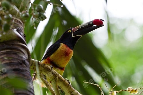 Preview: Closeup Of An Aracari Toucan In The Rain Forest Of Belize